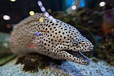 《炉石传说》10周年庆典活动 将免费送一张金卡和三个卡包